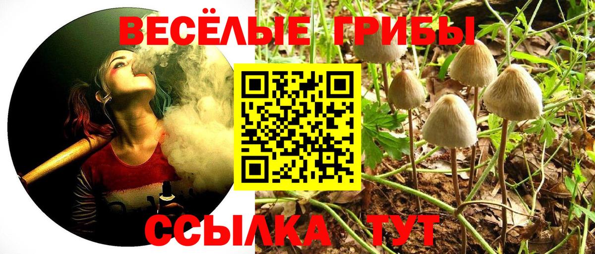 Димитровград  даркнет сайт  Вход с VPN  Галлюциногенные грибы Psilocybine cubensis 